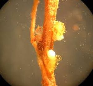 uploads/images/pest/sesame nematodes.jpg